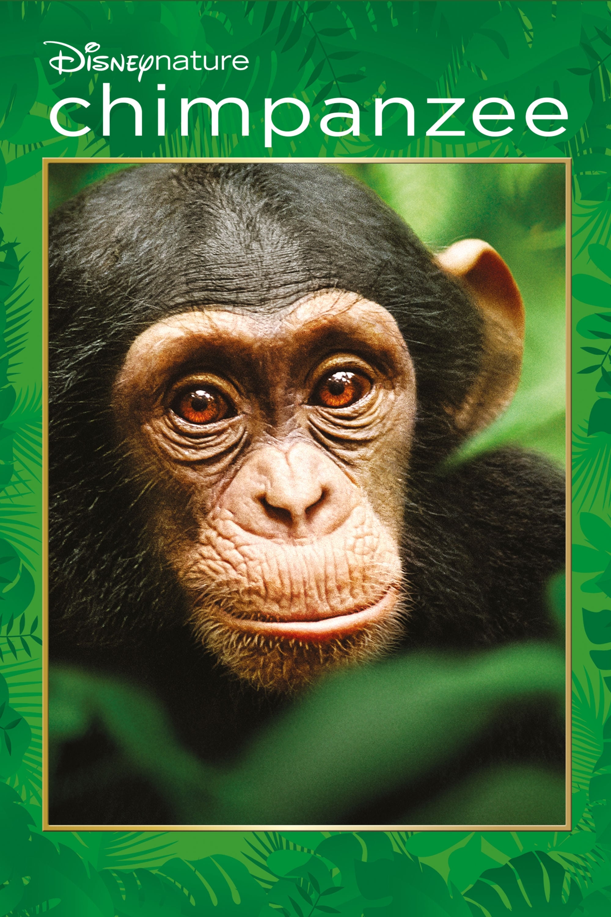 ディズニーネイチャー　チンパンジー　愛すべき大家族の画像